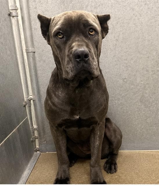 Unknown - Cane Corso Mastiff