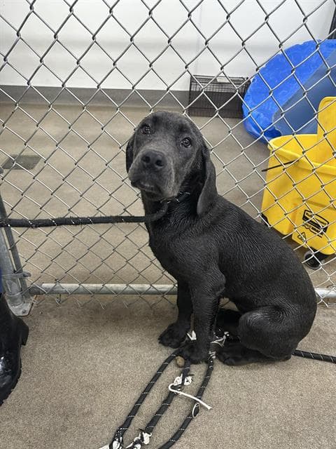 Unknown - Cane Corso Mastiff
