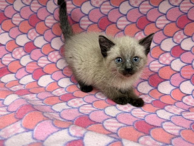 Unknown - Domestic Medium Hair