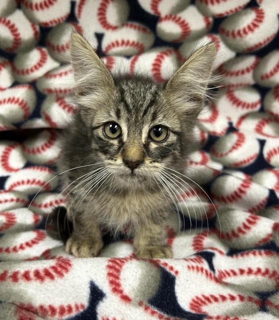 Dougie - Domestic Medium Hair