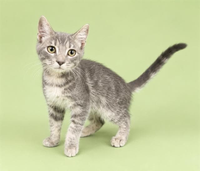 Nala - Domestic Short Hair