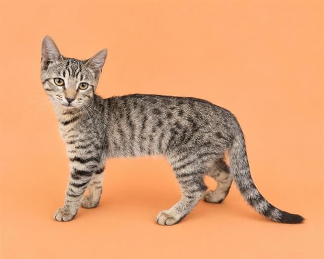 Mufasa - Domestic Short Hair