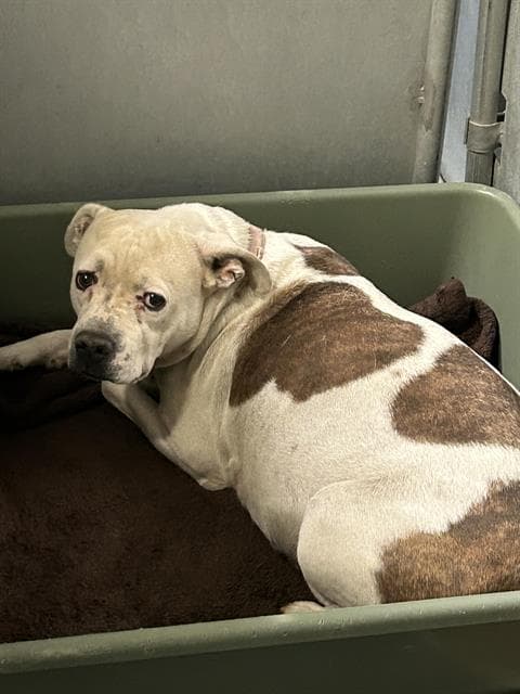 Resacue Only Sady - Pit Bull Terrier