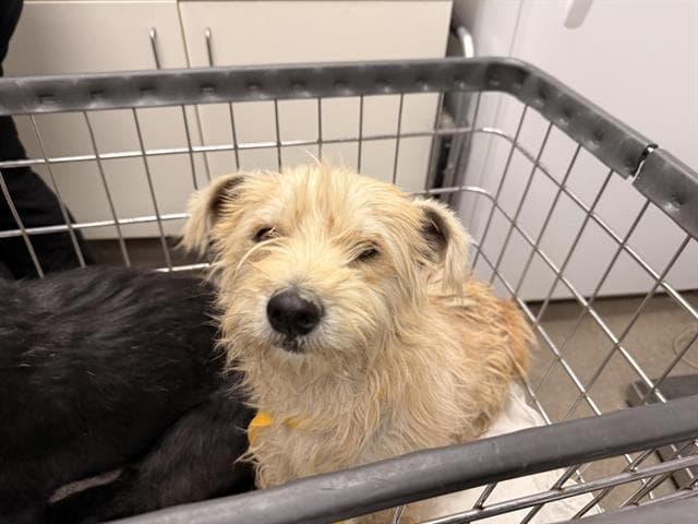 Spanky - Cairn Terrier
