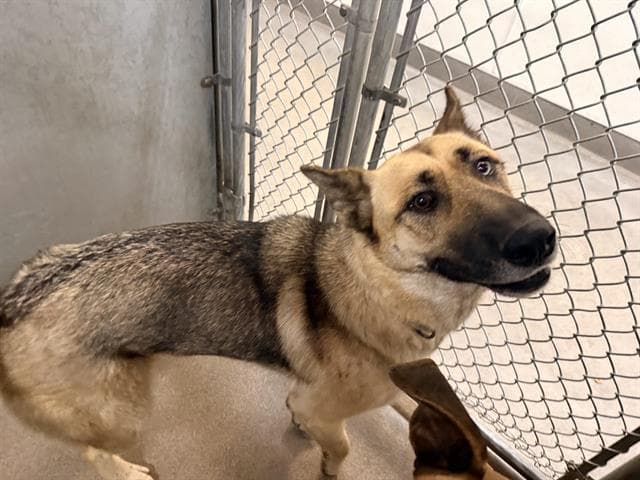 Odin - German Shepherd Dog