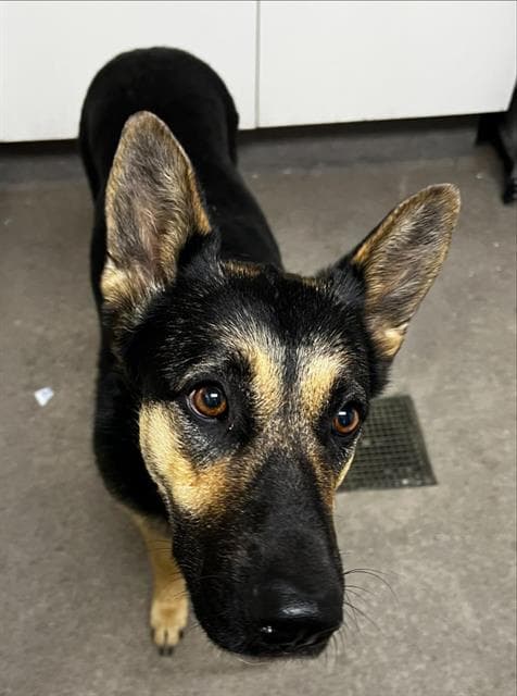 Goggles - German Shepherd Dog