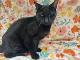 Max image 1