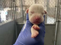 Rescue Onlynursing image 1