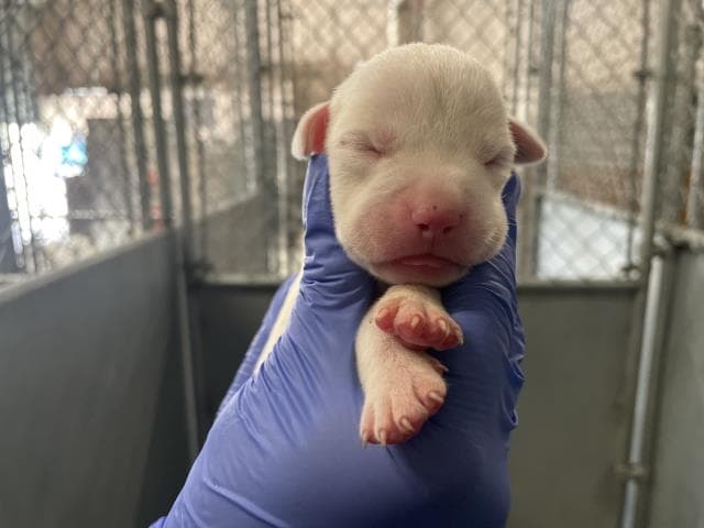 Rescue Onlynursing