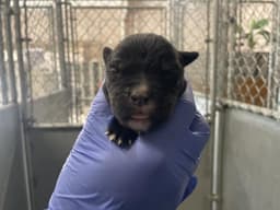Rescue Onlynursing image 1