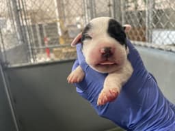 Rescue Onlynursing image 1