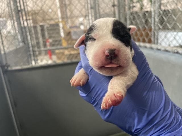 Rescue Onlynursing - American Bulldog