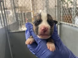 Rescue Onlynursing image 1