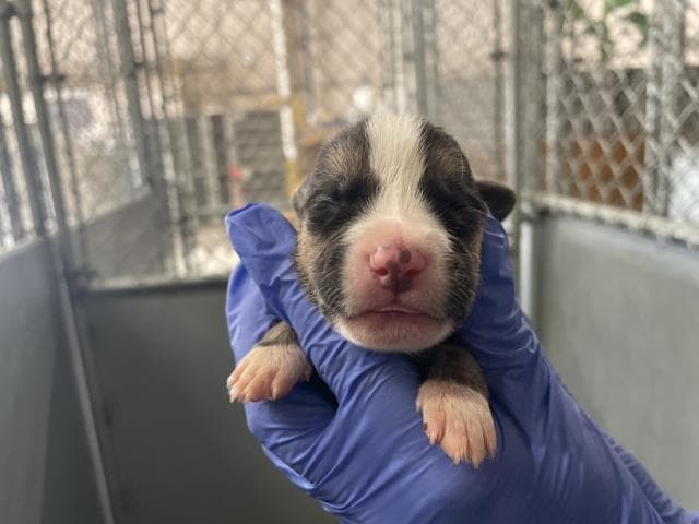 Rescue Onlynursing - American Bulldog