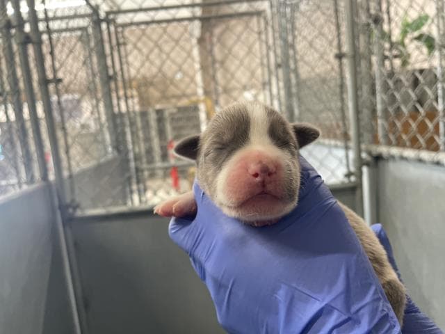 Rescue Onlynursing - American Bulldog