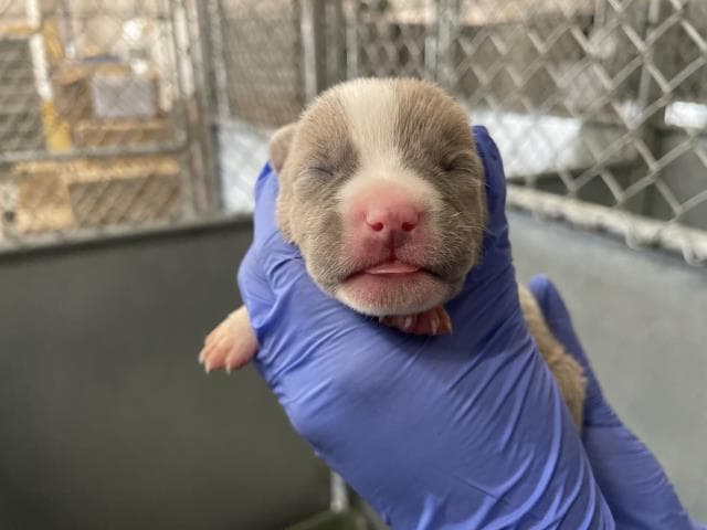 Rescue Onlynursing - American Bulldog