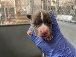 Rescue Onlynursing image 1