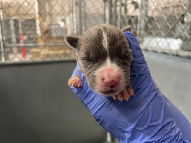 Rescue Onlynursing - American Bulldog