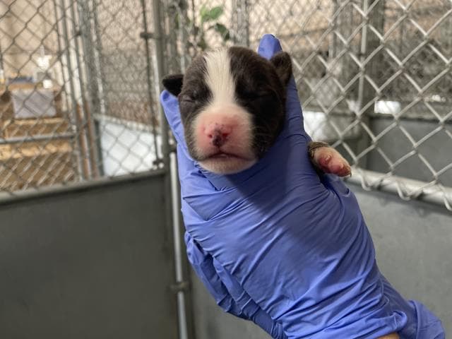 Rescue Onlynursing - American Bulldog