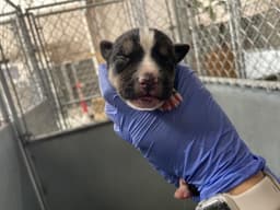 Rescue Onlynursing image 1