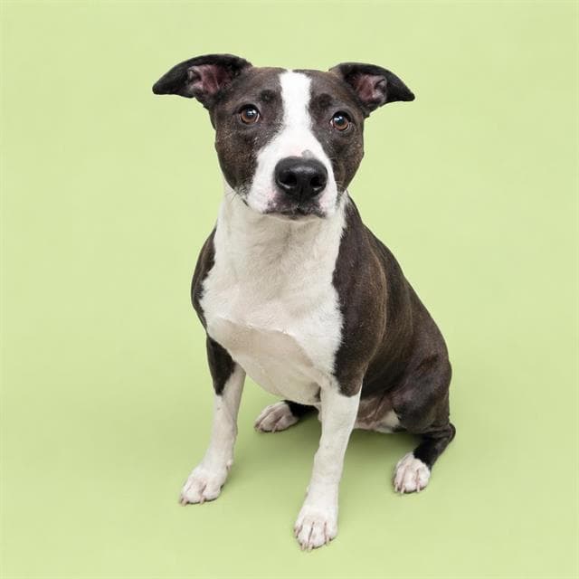 Rocco - Greyhound