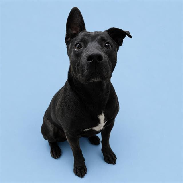 Sardine - Pit Bull Terrier