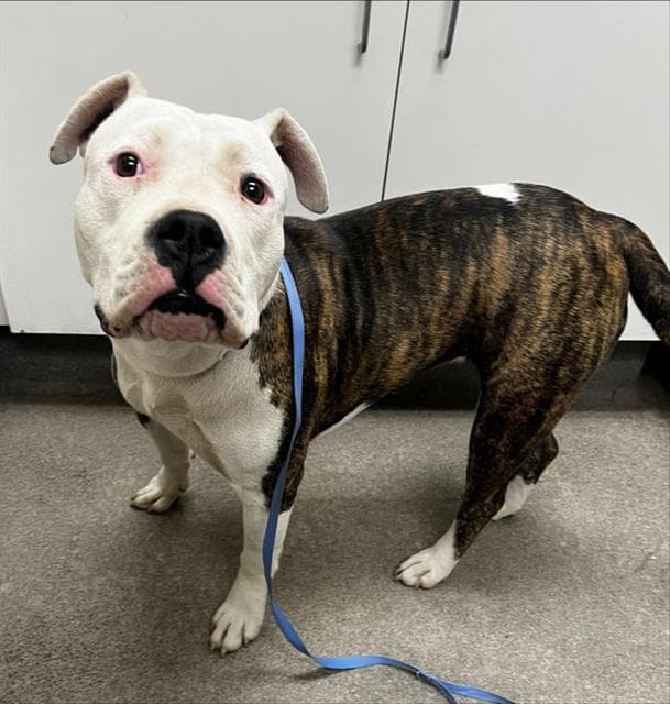 Luisa - Pit Bull Terrier