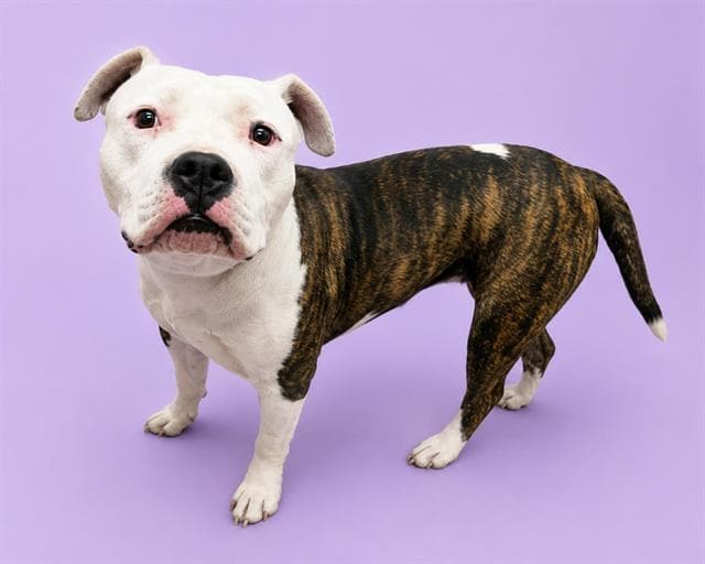 Luisa - Pit Bull Terrier