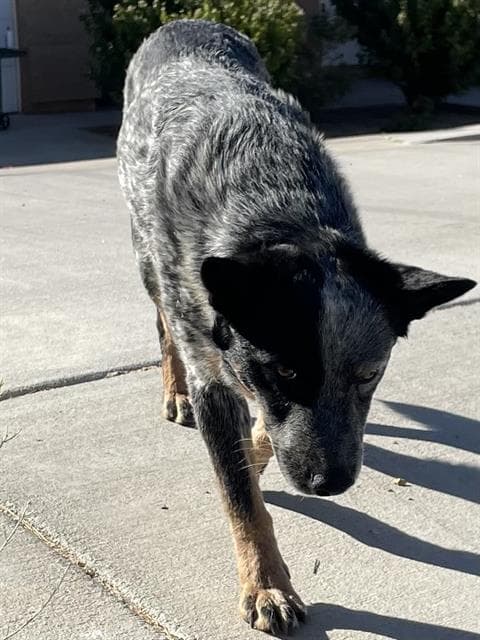 Seven - Queensland Heeler