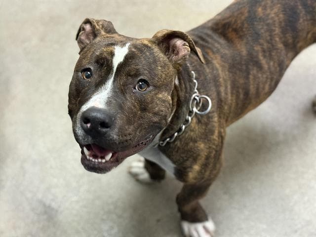 Oso - Pit Bull Terrier