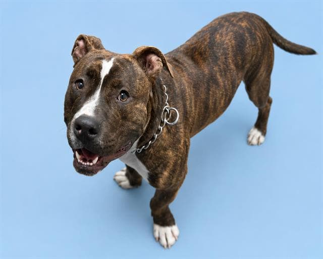 Oso - Pit Bull Terrier