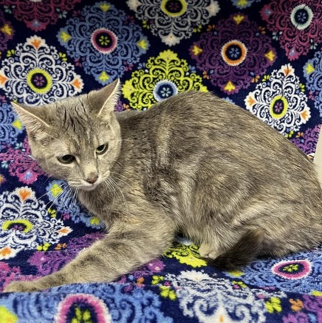 Unknown - Domestic Short Hair
