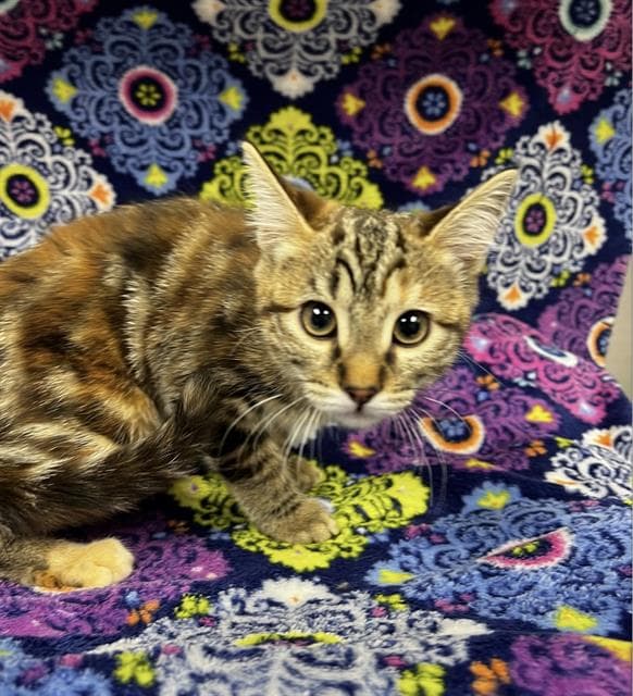 Unknown - Domestic Short Hair