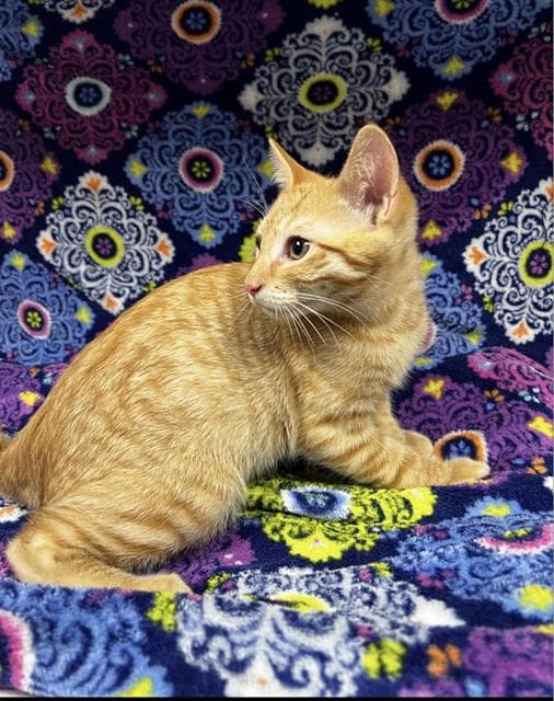 Unknown - Domestic Short Hair