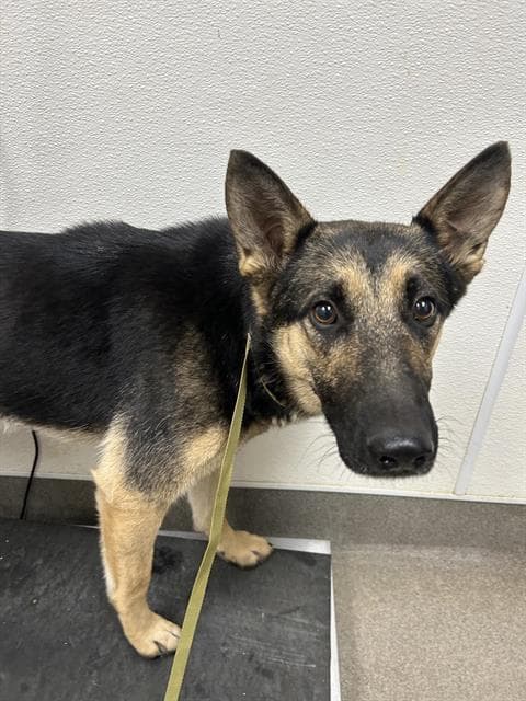 Purity - German Shepherd Dog