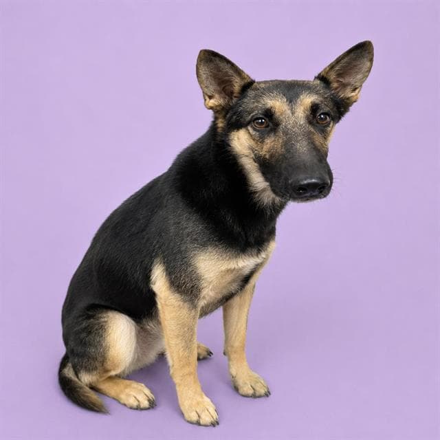 Purity - German Shepherd Dog