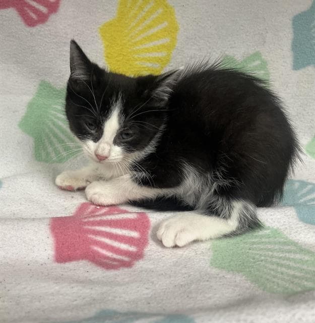 Almond - Domestic Short Hair