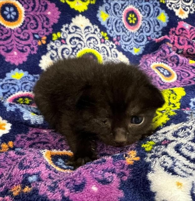 Licorice Rescue Only - Domestic Medium Hair