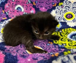 Lucipurr Rescue Only image 1
