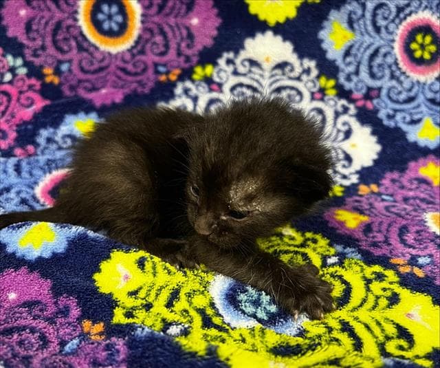 Misty Rescue Only - Domestic Medium Hair