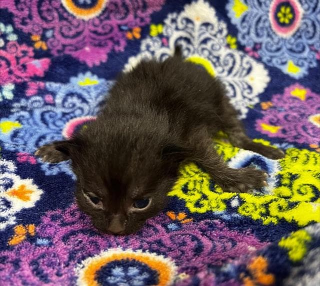 Cleocatra Rescue Only - Domestic Medium Hair