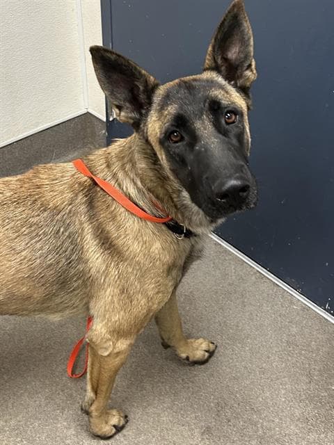 Bailey - Belgian Shepherd Malinois