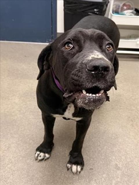 Bushido - Cane Corso Mastiff