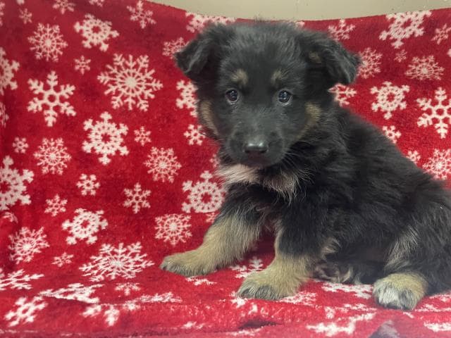Luna Bear