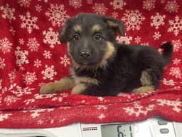 Zena image 1