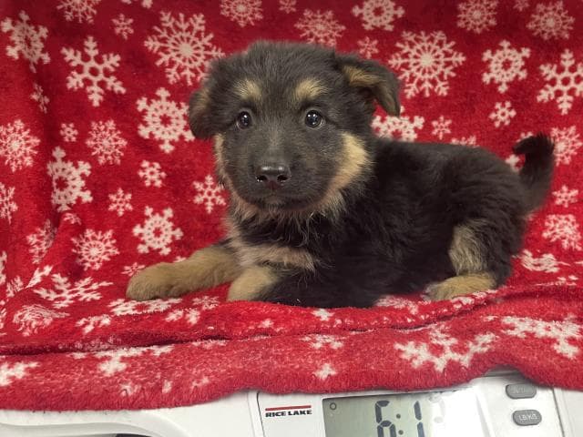 Zena