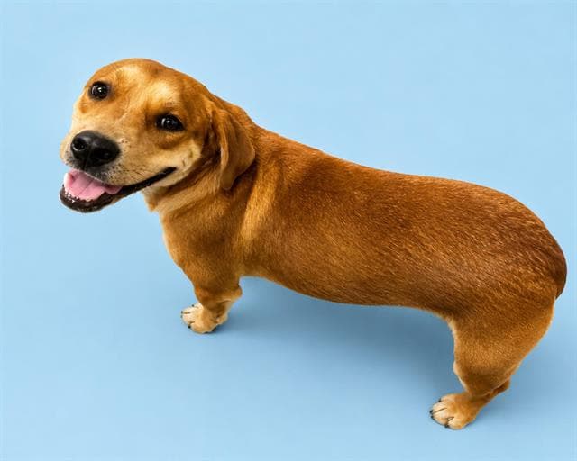 Andy - Labrador Retriever