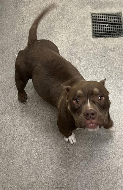 Unknown - Pit Bull Terrier