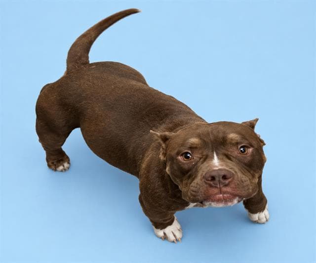 Unknown - Pit Bull Terrier