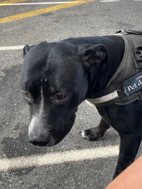 Unknown - Pit Bull Terrier